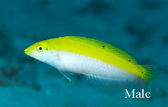  Halichoeres leucoxanthus (Canarytop Wrasse)